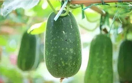 在朝堂吃瓜5,揭秘宫廷中的“吃瓜”文化