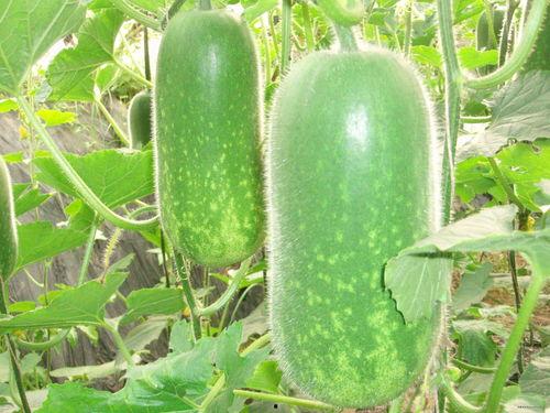 门外吃瓜的诗词,探寻古典诗词中的闲情逸致