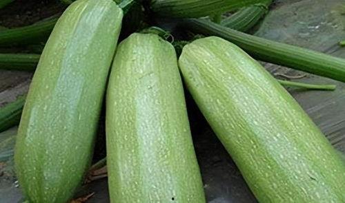 吃9月瓜,尽享丰收美味——探寻各地特色瓜果盛宴