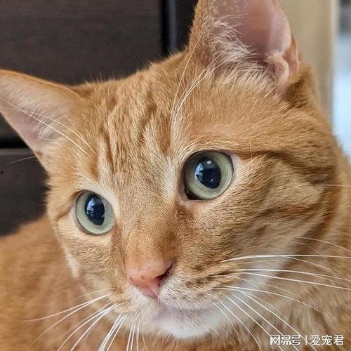 猫咪在线吃瓜头像,猫咪在线观看热门事件头像集锦