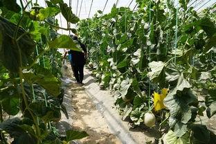 吃瓜真实吃瓜视频,趣味横生！