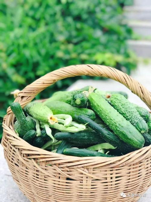 篙瓜腌着吃,传统美食的腌制秘籍