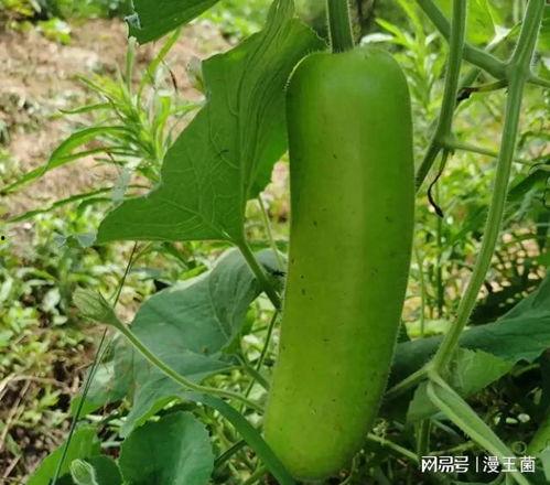 瓠子的瓜怎么吃,解锁美味新境界