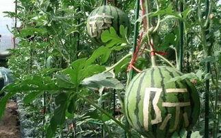 销售吃瓜搞笑,销售界的欢乐盛宴