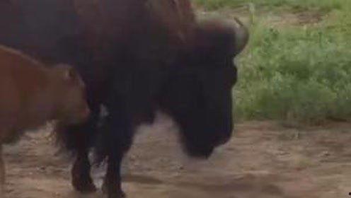 牛吃瓜行不行,跨界饮食新风尚