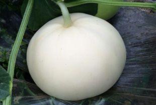 吃梨瓜可以吃雪糕吗