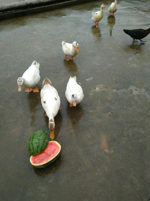 吃瓜鸭qq群,一场网络社交的狂欢盛宴